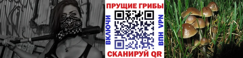 Галлюциногенные грибы MAGIC MUSHROOMS mega зеркало Гурьевск